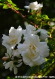 Rosa 'Sander's White Rambler'