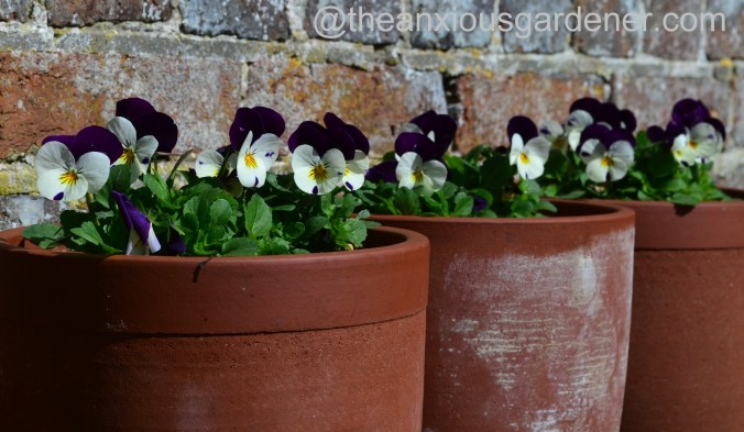Violas in pots