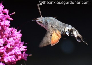Hummingbird hawk-moth (1)