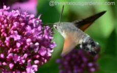 Hummingbird hawk-moth (4)