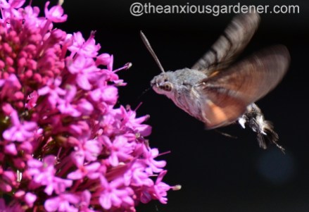 Hummingbird hawk-moth (5)