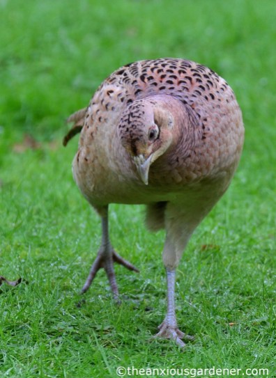 Female pheasant